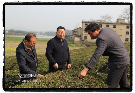 婺源縣茶業(yè)局積極組織茶技人員到中云、鎮(zhèn)頭、清華、思口等重點(diǎn)產(chǎn)茶鄉(xiāng)鎮(zhèn)，深入茶園地塊、名優(yōu)茶加工廠開展技術(shù)服務(wù)。